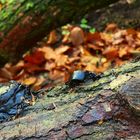 The Fungi world (21) : Black witches' butter