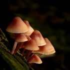 The Fungi World (210) : Burgundydrop Bonnet