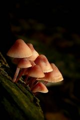 The Fungi World (210) : Burgundydrop Bonnet