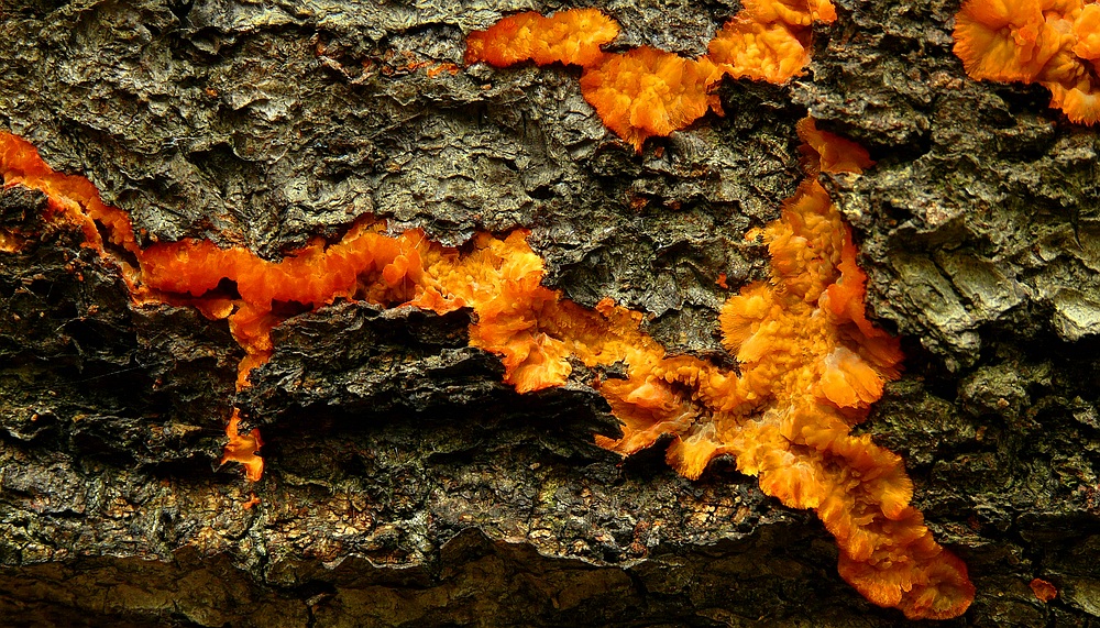 The Fungi World (211) : Wrinkled Crust