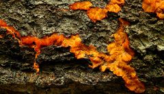 The Fungi World (211) : Wrinkled Crust