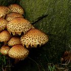 The Fungi World (212) : Shaggy Scalycap