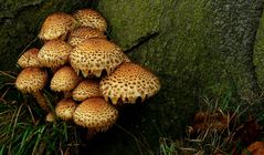 The Fungi World (212) : Shaggy Scalycap