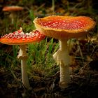 The Fungi World (213) : Fly Agaric