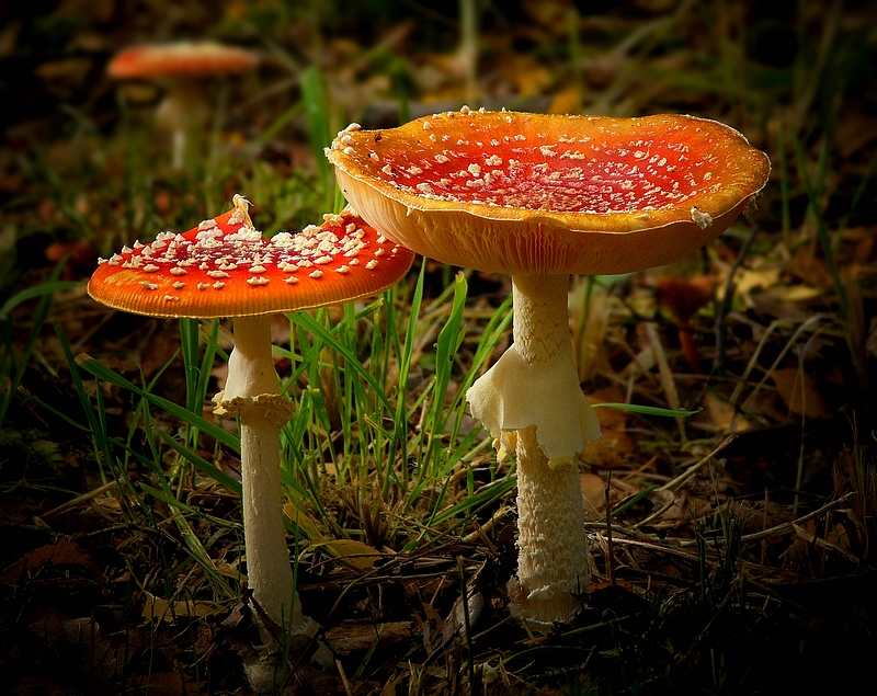 The Fungi World (213) : Fly Agaric