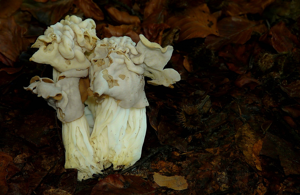 The Fungi World (214) : White Saddle