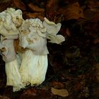 The Fungi World (214) : White Saddle