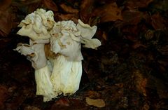 The Fungi World (214) : White Saddle