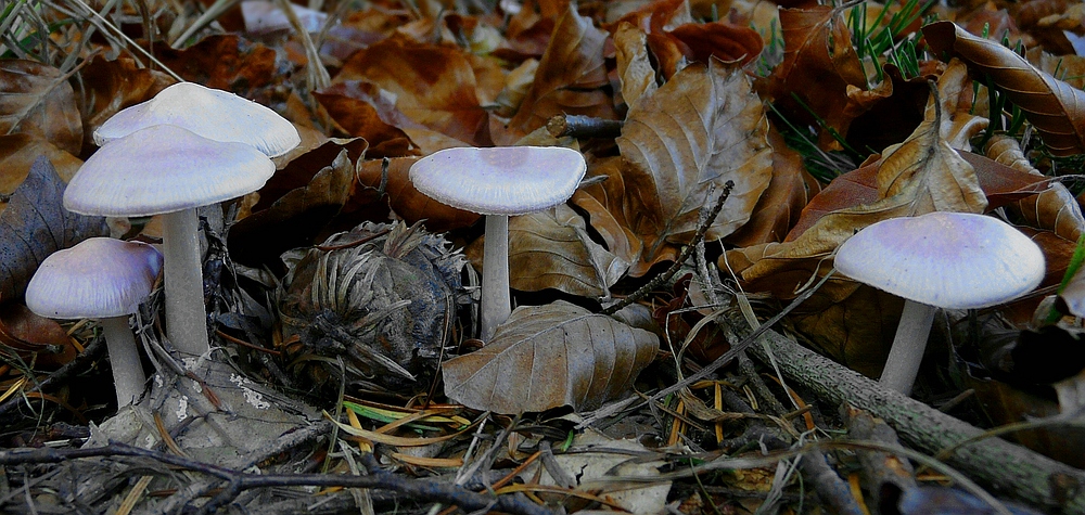 The Fungi World (215) : Lilac Fibrecap