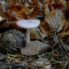 The Fungi World (215) : Lilac Fibrecap