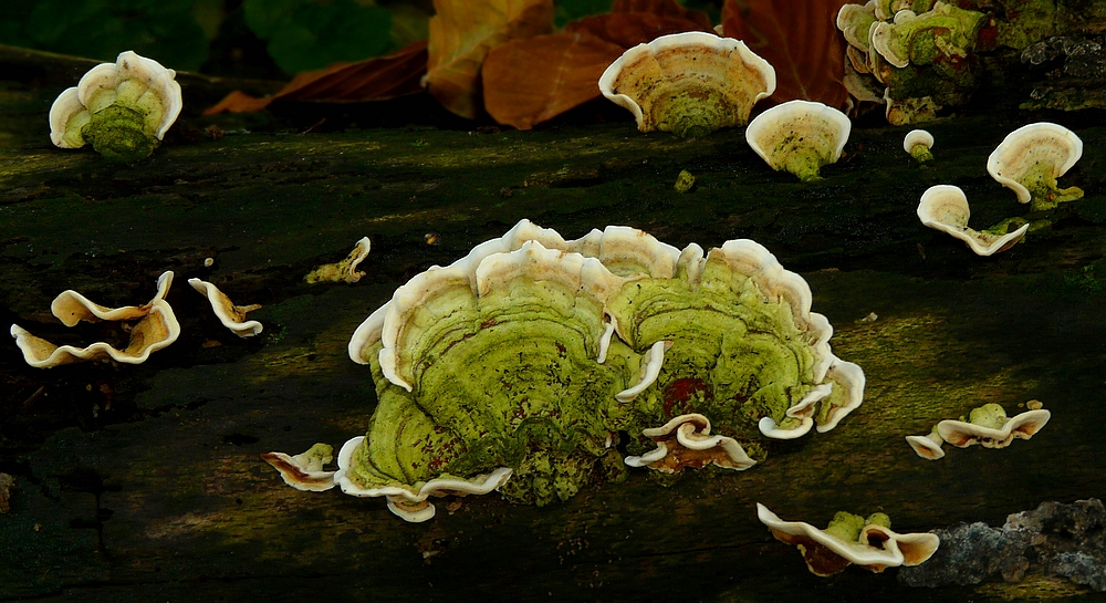 The Fungi World (216) : Lumpy Bracket