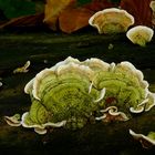 The Fungi World (216) : Lumpy Bracket