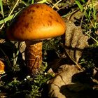 The Fungi World (218) : Girdled Webcap & Reed Parachute