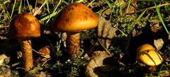 The Fungi World (218) : Girdled Webcap & Reed Parachute
