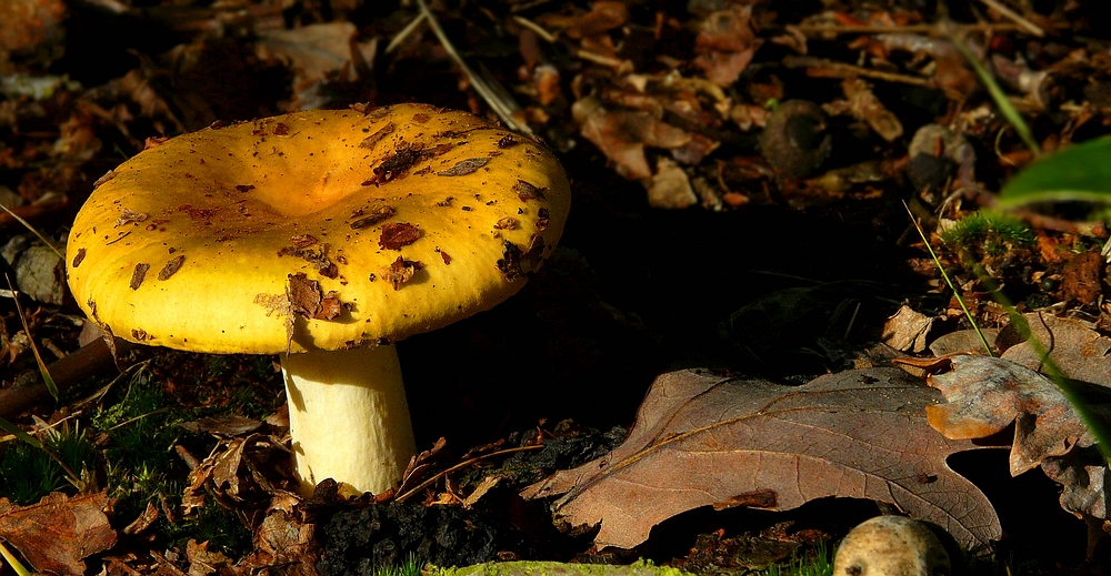 The Fungi World (219) : Yellow Swamp Brittlegill