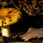 The Fungi World (219) : Yellow Swamp Brittlegill