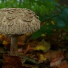 The Fungi world (22) : Shaggy parasol