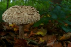 The Fungi world (22) : Shaggy parasol