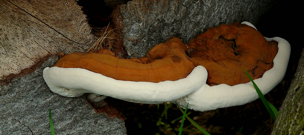 The Fungi World (220) : Root Rot