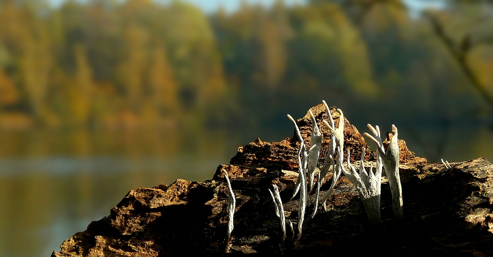 The Fungi World (221) : Candlesnuff fungus