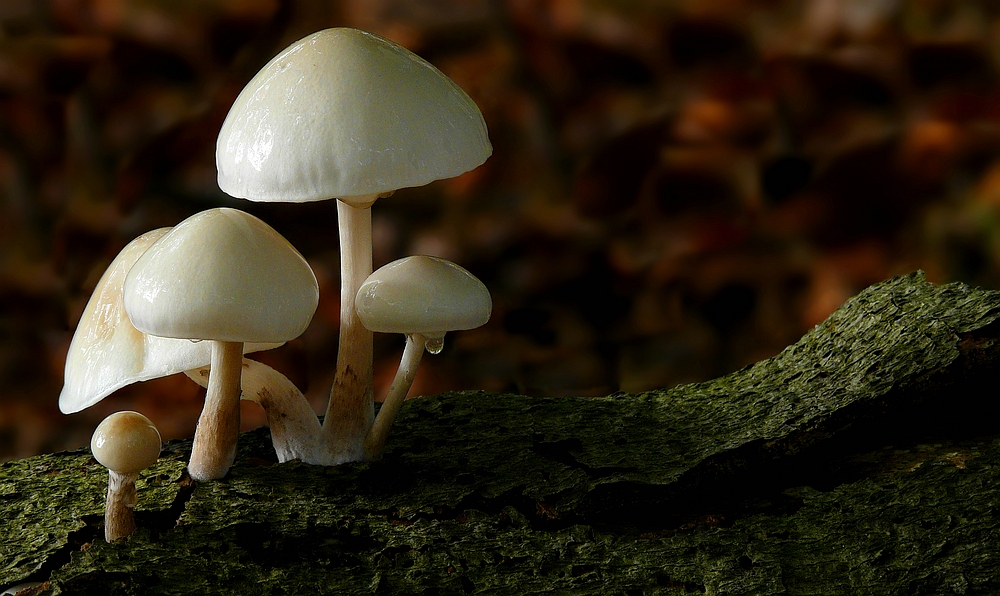 The Fungi World (222) : Porcelain fungus