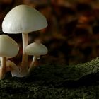 The Fungi World (222) : Porcelain fungus