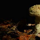 The Fungi World (223) : False Death Cap