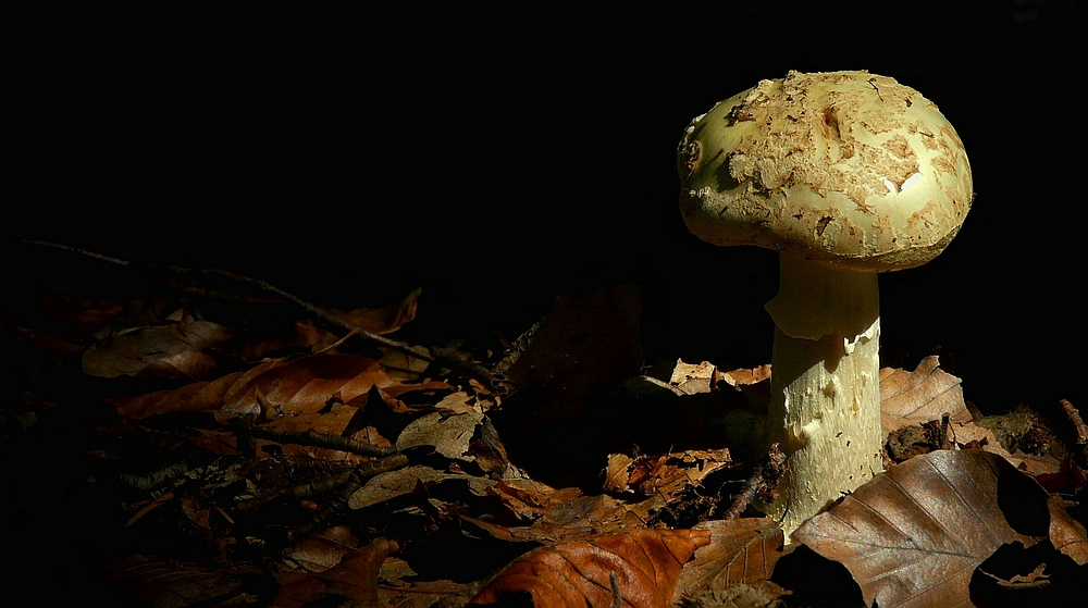 The Fungi World (223) : False Death Cap