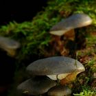 The Fungi World (225) : Olive Oysterling