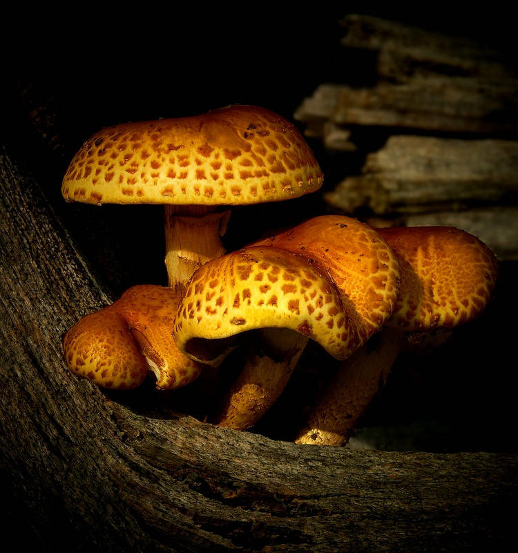 The Fungi World (227) : Golden Scalycap
