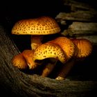 The Fungi World (227) : Golden Scalycap