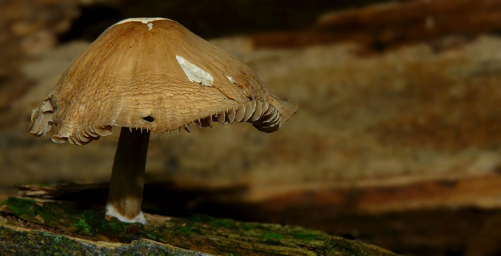 The Fungi World (229) : Fenugreek Milkcap