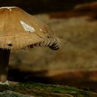 The Fungi World (229) : Fenugreek Milkcap