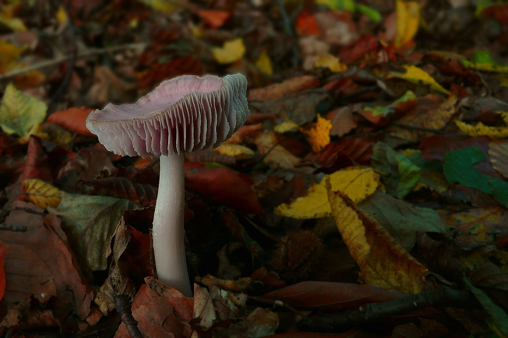 The Fungi world (23) : Fragile russula