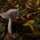 The Fungi world (23) : Fragile russula