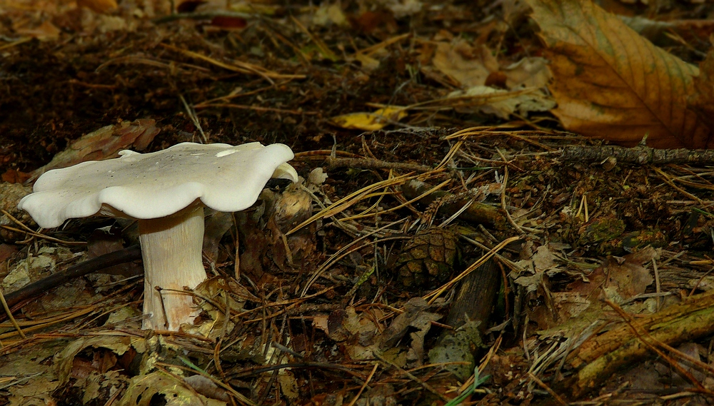 The Fungi World (230) : Clitocybe inornata