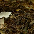 The Fungi World (230) : Clitocybe inornata