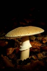 The Fungi World (231) : Panther Cap