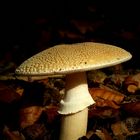 The Fungi World (231) : Panther Cap