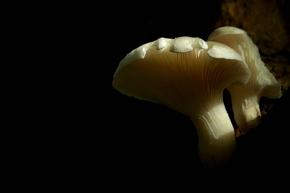 The Fungi World (232) : Frosty Funnel