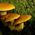 The Fungi World (233) : Golden Bootleg