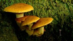 The Fungi World (233) : Golden Bootleg