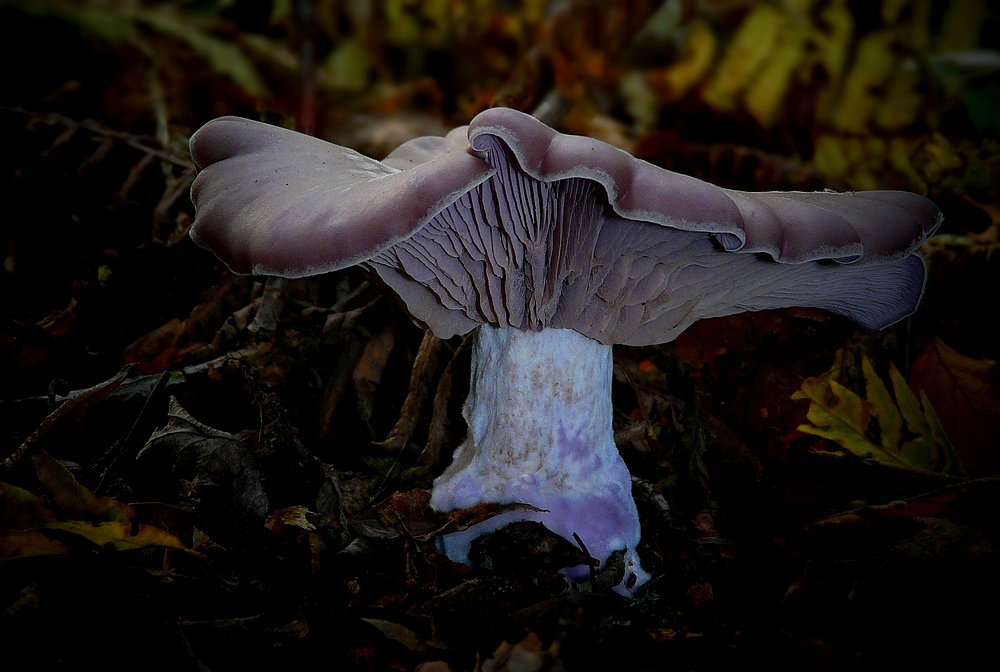 The Fungi World (234) : Wood Blewit