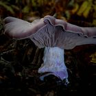 The Fungi World (234) : Wood Blewit