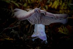 The Fungi World (234) : Wood Blewit