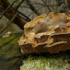 The Fungi World (235) : Brown Flesh Bracket