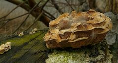 The Fungi World (235) : Brown Flesh Bracket