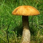 The Fungi World (237) : Orange Birch Bolete
