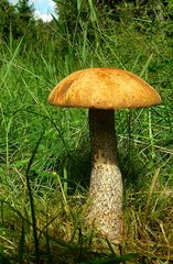 The Fungi World (237) : Orange Birch Bolete