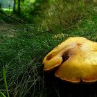 The Fungi World (239) : Larch Bolete